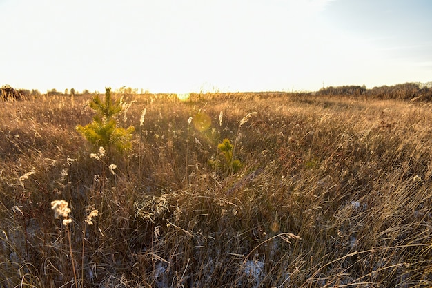 beautiful field in Russia in autumn