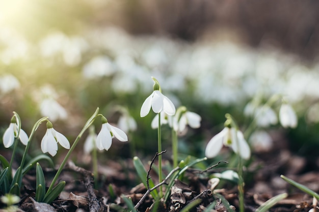 Beautiful field of spring flowers, snowdrops, on sunlight, in bloom