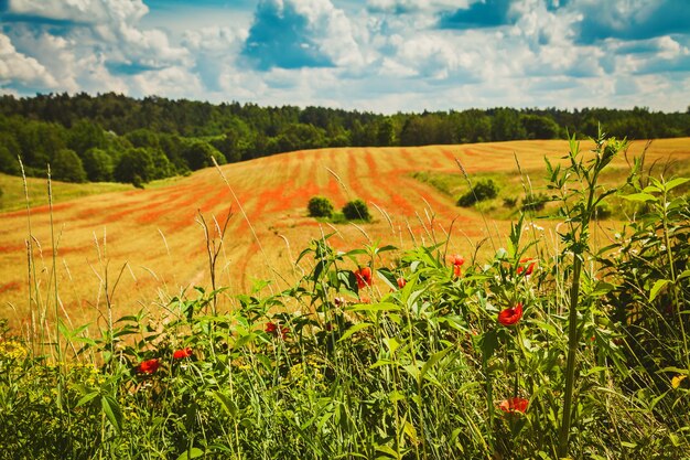 Bellissimo campo con papaveri rossi in fiore. agricoltura biologica in lituania.