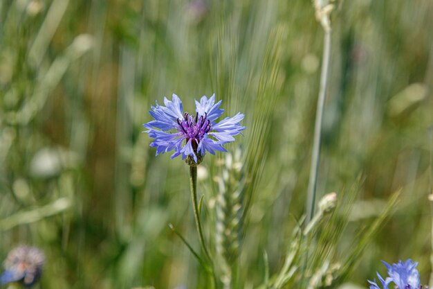 Beautiful field with cornflowers