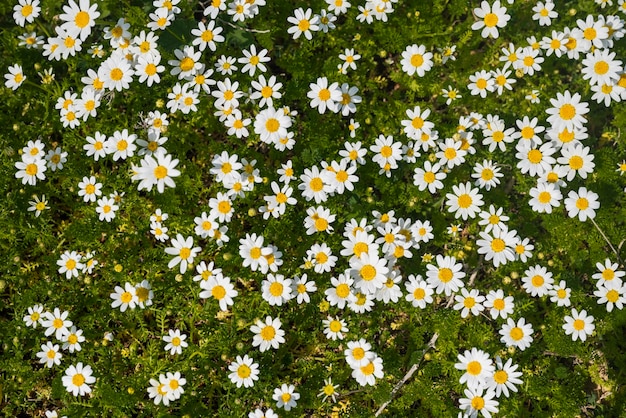 beautiful field with daisy flowers plants