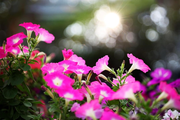 Beautiful field with flowers