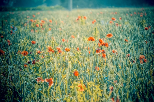 Beautiful field with poppies in the morning filter