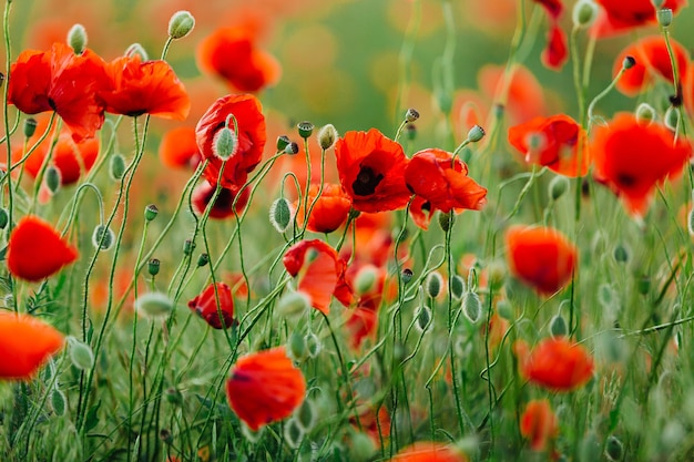 Beautiful field with wild red poppies in spring.