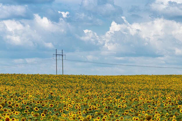 Красивое поле желтых подсолнухов на фоне голубого неба с облаками