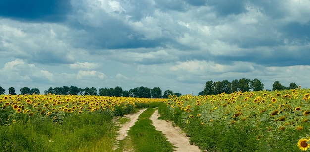 Beautiful field of yellow sunflowers on a background of blue sky with clouds