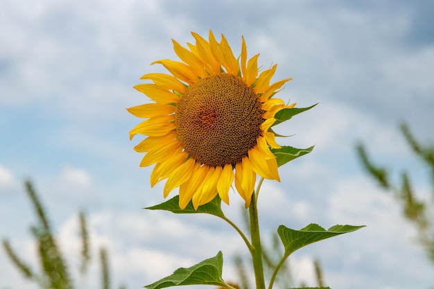 Beautiful field of yellow sunflowers on a background of blue sky with clouds