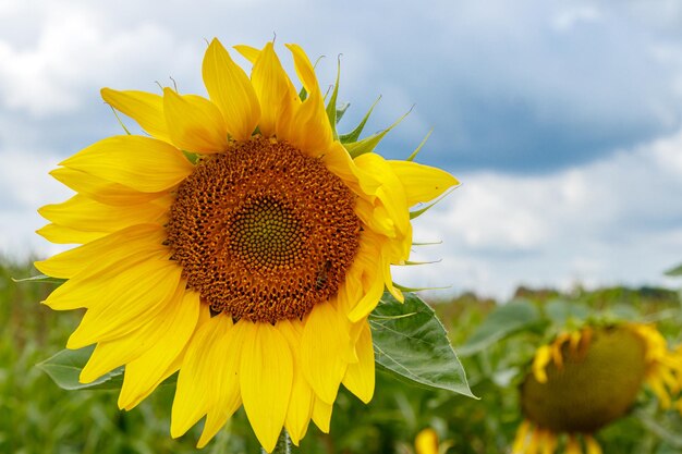 Beautiful field of yellow sunflowers on a background of blue sky with clouds