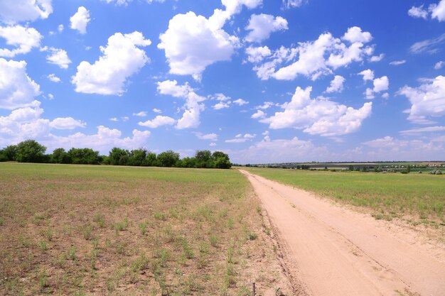 Beautiful field