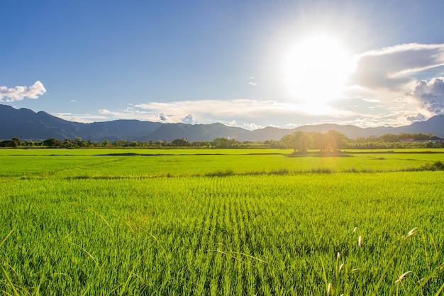 Beautiful fields with sky and mountainsxA