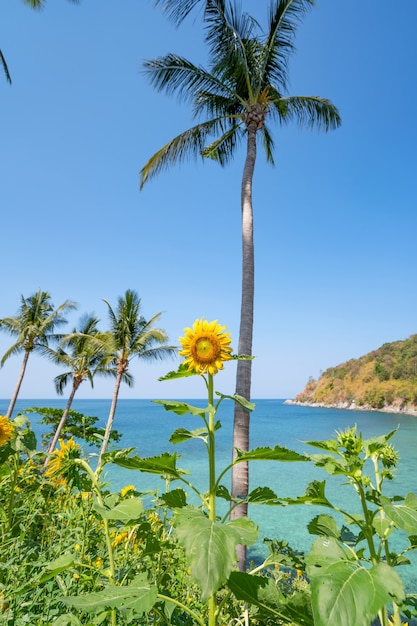 海岸のある夏のひまわりの美しいフィールド美しい海ターコイズブルーの水面とプーケットタイの夏の風景のココナッツ椰子の木。