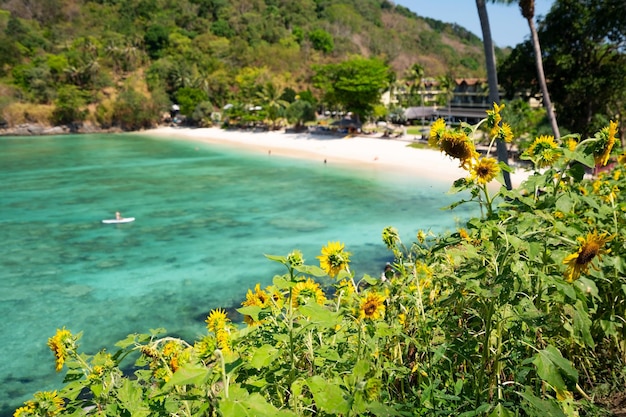 写真 海岸のある夏のひまわりの美しいフィールド美しい海ターコイズブルーの水面とプーケットタイの夏の風景のココナッツヤシの木