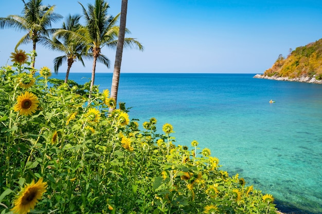 海岸のある夏のひまわりの美しいフィールド美しい海ターコイズブルーの水面とプーケットタイの夏の風景のココナッツ椰子の木。