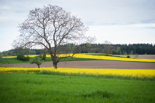 Beautiful fields