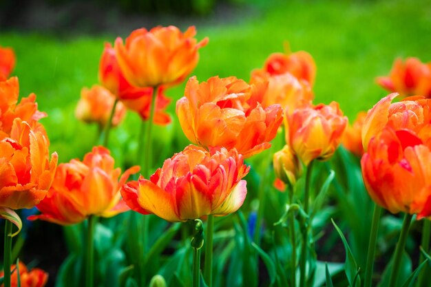 Beautiful fiery red terry tulips closeup selective focus flower fire