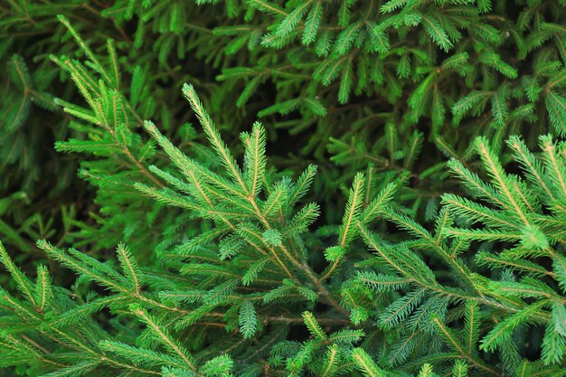 Beautiful fir tree branches, closeup. Christmas concept