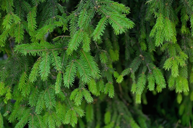 Beautiful fir tree branches, closeup. Christmas concept