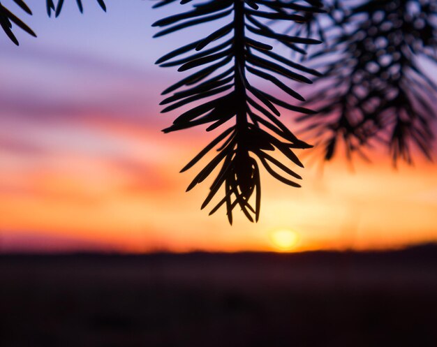 Beautiful fir tree branches in spring spruce tree in northern europe