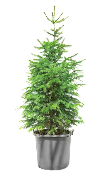 Beautiful fir tree in pot on white background