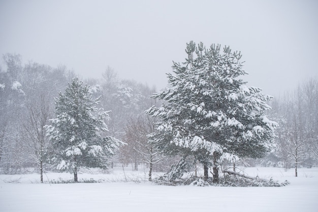 冬の自然の背景に雪と美しいモミの木。雪に覆われた木々や雪の結晶と冬の風景。