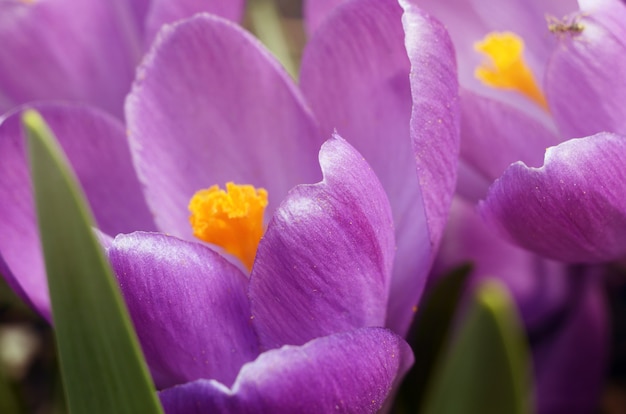 아름다운 첫 봄 꽃 크로커스는 밝은 햇빛 아래에서 피어납니다. 이슬 아래 꽃의 매크로 샷