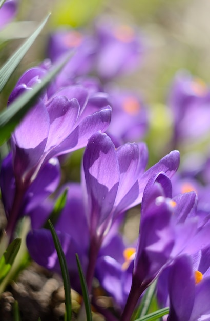 Beautiful first spring flowers crocuses bloom under bright sunlight. Spring holidays backdrop