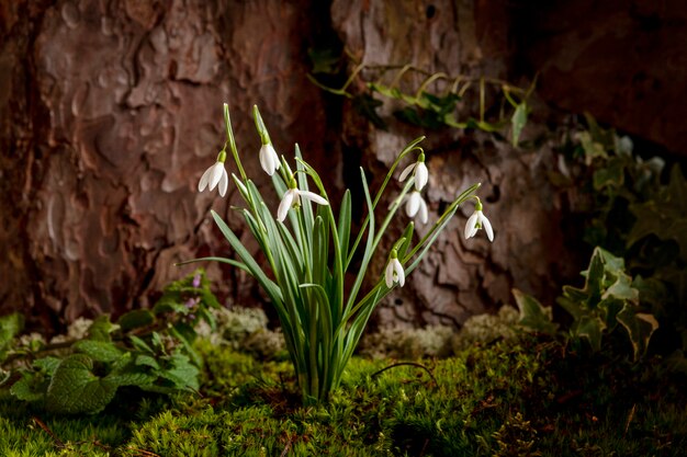 Beautiful first spring snowdrop flowers grow in moss in a forest near a tree