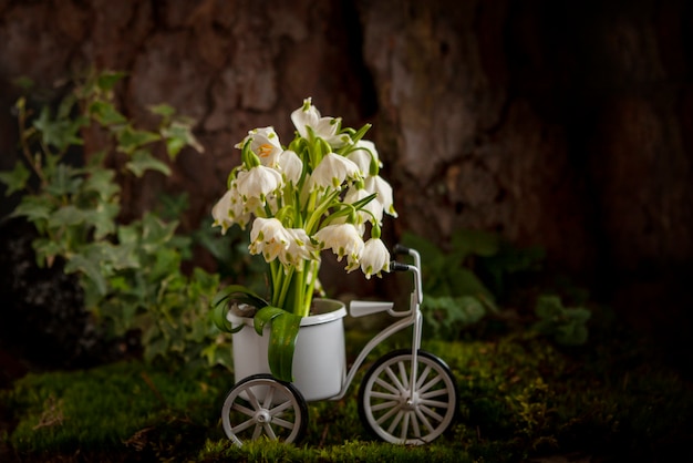 Красивые первые весенние цветы подснежника в игрушечной корзинке для велосипедов во мху в лесу возле дерева