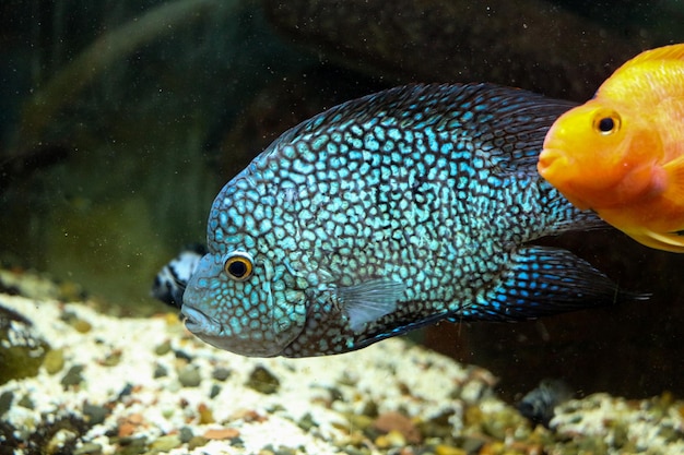 水族館の美しい魚