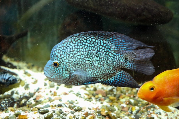 Beautiful fish in the aquarium