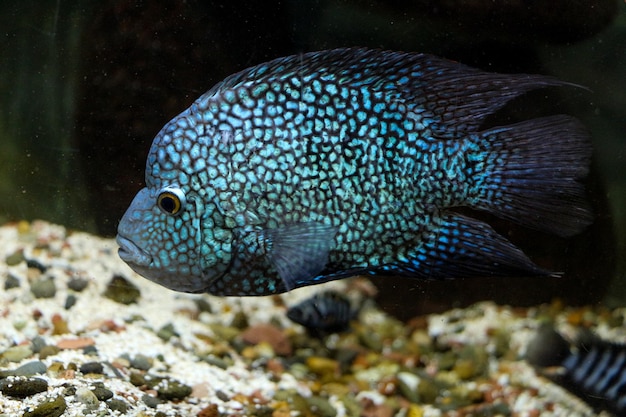 수족관 의 아름다운 물고기