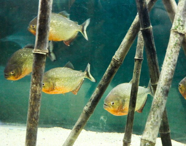 Beautiful fish in the aquarium