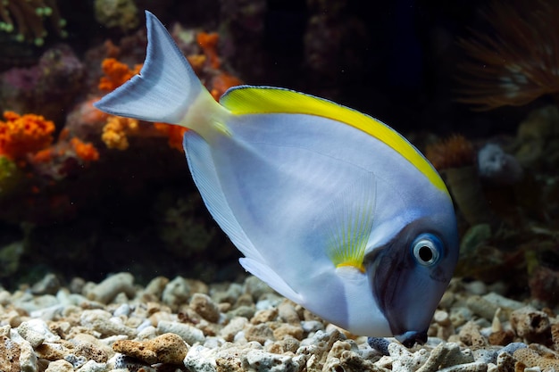 海底と珊瑚礁の美しい魚