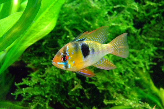 Beautiful fish with green background