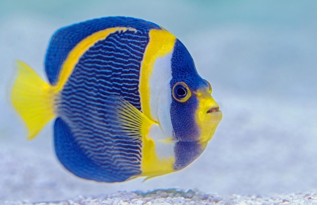 写真 美しい魚