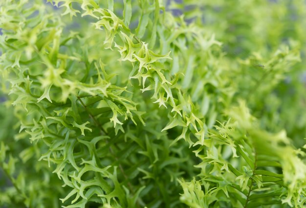 Beautiful Fishbone fern or Sword fern background