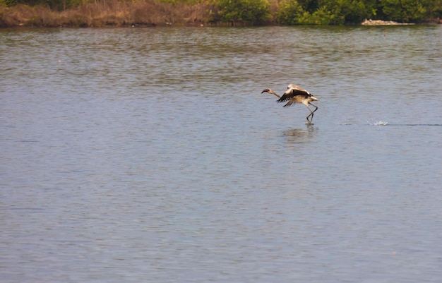 Beautiful flamingo landing in the water