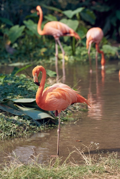 A beautiful flamingo in the suny