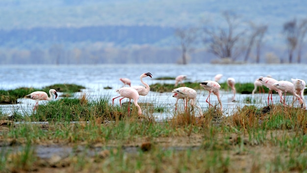 Bellissimi fenicotteri sul lago. kenia, africa