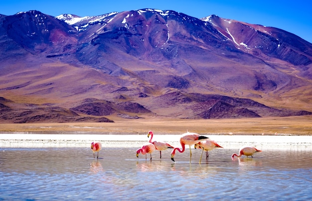 Beautiful flamingos at sunshine lagoon in mountanious bolivia