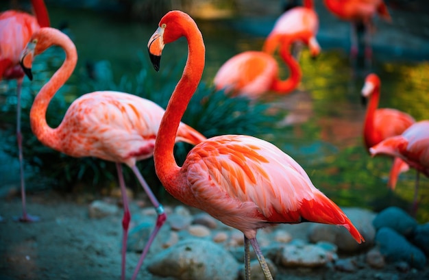 Photo beautiful flamingos walking in the water with green grasses background american flamingo walking in