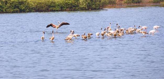 Beautiful flamingos in the water