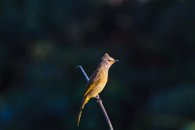 Beautiful flavescent bulbul