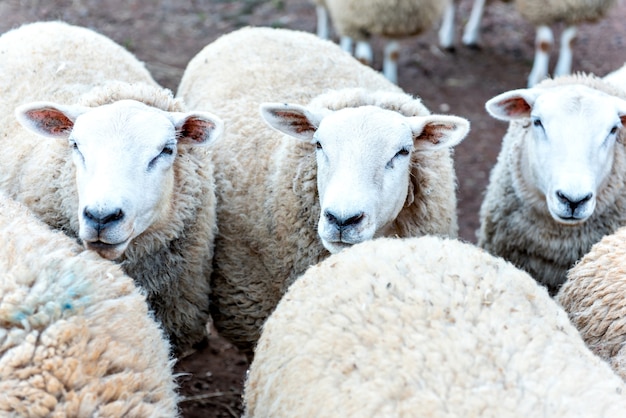 Beautiful flock of wool sheep on a farm.