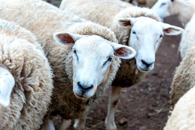 Красивая отара овец из шерсти на ферме