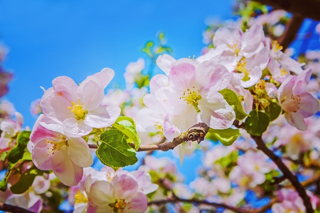 Beautiful floral background blossoming apple tre flowers instagram stile