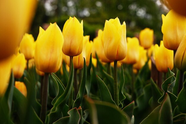 Beautiful floral background of bright yellow Dutch tulips blooming in the garden