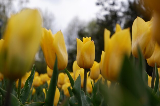 Beautiful floral background of bright yellow dutch tulips