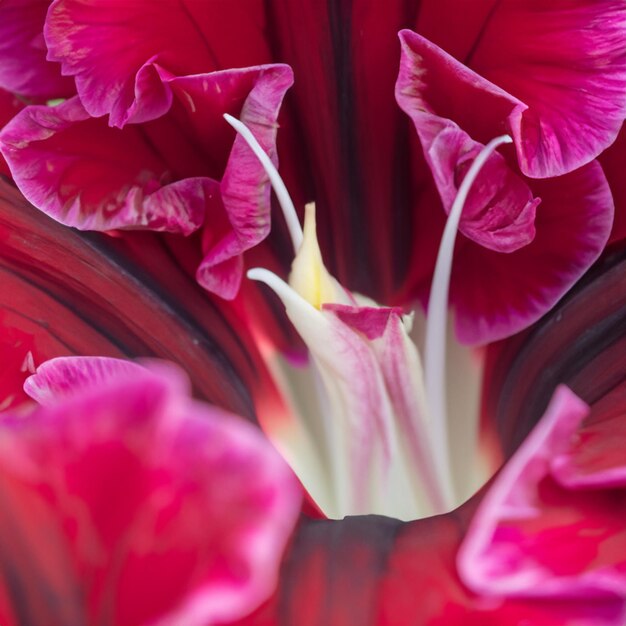 Beautiful floral background Closeup of a pink flower daylily