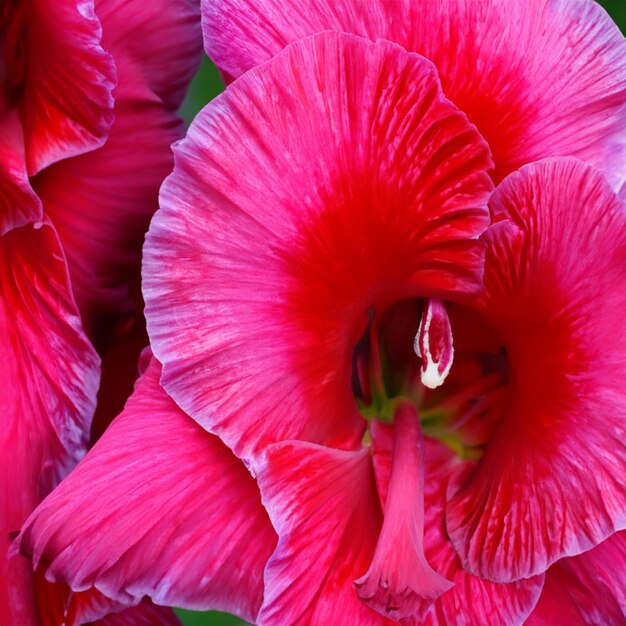 Beautiful floral background closeup of a pink flower daylily